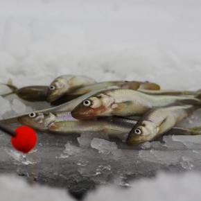 Fresh smelts