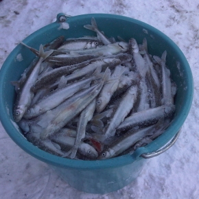 Full bucket of smelts