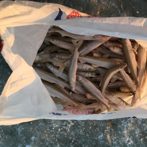 Pilnas maišas šviežios žuvies