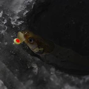 Smelt in ice-hole